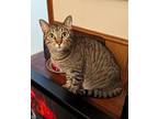 Tiger Lily 4836, Domestic Shorthair For Adoption In Dallas, Texas