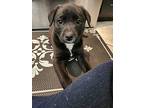 Pepe, Labrador Retriever For Adoption In Phoenix, Arizona