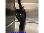 Mantis, Domestic Shorthair For Adoption In Burlington, Iowa