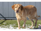 Harley, Labrador Retriever For Adoption In Colorado Springs, Colorado