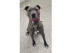 Rumi, American Pit Bull Terrier For Adoption In Kansas City, Missouri