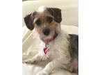 Maybelline, Fox Terrier (wirehaired) For Adoption In Elk Grove Village, Illinois