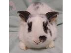 Princess Ally, Lop-eared For Adoption In Westford, Massachusetts