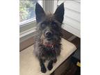 Abby, Terrier (unknown Type, Small) For Adoption In Beverly Hills, California