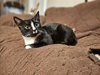 Eclair, Domestic Shorthair For Adoption In Patchogue, New York