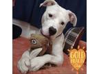 Hailey, American Pit Bull Terrier For Adoption In Ann Arbor, Michigan