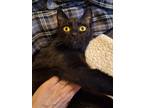 Miss Poe, Domestic Shorthair For Adoption In Calgary, Alberta