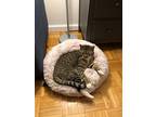 Monty, American Shorthair For Adoption In Brooklyn, New York