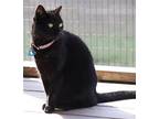 Mystery, Domestic Shorthair For Adoption In Fort Myers, Florida