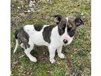 Bashful, Terrier (unknown Type, Medium) For Adoption In Heber Springs, Arkansas