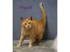 Myah (c24-023), Domestic Shorthair For Adoption In Lebanon, Tennessee