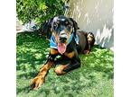 Tucker, Doberman Pinscher For Adoption In Corona, California