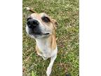 Koby, Terrier (unknown Type, Small) For Adoption In Odessa, Florida