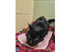 Monica, Domestic Shorthair For Adoption In Independence, Missouri