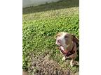 Brandy, American Staffordshire Terrier For Adoption In Windermere, Florida