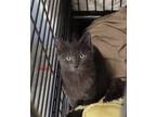 Adopt Zinc a Domestic Short Hair