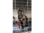 Adopt Crystal a Tortoiseshell