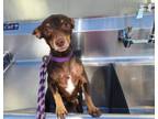 Adopt Rosemary a Miniature Pinscher