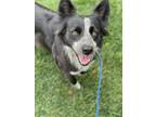 Adopt Susie a Australian Shepherd, Border Collie