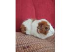 Adopt Coco a Guinea Pig