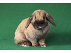 Adopt Gaia a Lop Eared