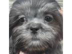 Shih Tzu Puppy for sale in Salisbury, NC, USA