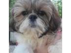 Shih Tzu Puppy for sale in Salisbury, NC, USA