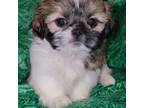 Shih Tzu Puppy for sale in Salisbury, NC, USA