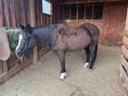 Adopt Charm a Rocky Mountain Horse, Missouri Foxtrotter