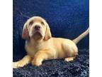 Labrador Retriever Puppy for sale in Inman, SC, USA