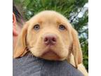Labrador Retriever Puppy for sale in Inman, SC, USA