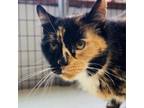 Adopt Patches a Domestic Short Hair