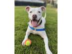 Adopt Tamari a Pit Bull Terrier