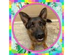 Adopt LUNA a German Shepherd Dog