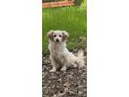 Adopt Breezy a Spaniel