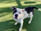 Adopt CONCHA a Pit Bull Terrier