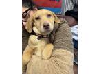 Adopt Riley (R-Litter) a Great Pyrenees, Labrador Retriever