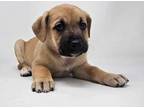 Adopt Tequila (T-Litter) a Shepherd, Boxer