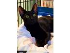 Adopt Elvira a Domestic Short Hair