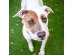 Adopt Nyla a Pit Bull Terrier