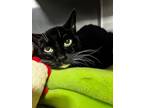 Adopt Sunshine a Domestic Short Hair