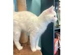 Adopt Vail a Domestic Medium Hair