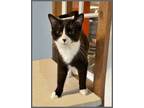 Adopt Tansy (foster-raised with dogs) a Tuxedo