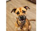 Adopt Ms. Mac a Terrier, Boxer