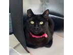 Adopt Darcy a Domestic Short Hair