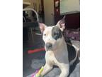 Adopt Piper Rose a Bull Terrier, Mixed Breed