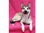 Adopt Xena a Shepherd