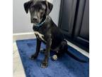 Adopt Maya a Black Labrador Retriever