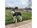 Adopt Shakira a Siberian Husky