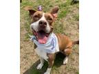 Adopt Sweet Potato Pie a American Staffordshire Terrier, Mixed Breed